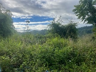 IMG_2286.jpeg