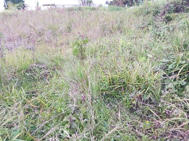 IMG-20230312-WA0008.jpg